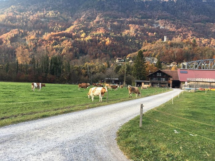 Airbnb, vista das vacas em Wengen, Alpes Suíços.
