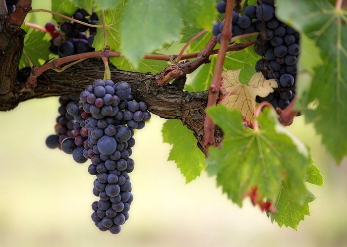 Um dos bens mais valiosos dos gregos antigos eram as uvas.
