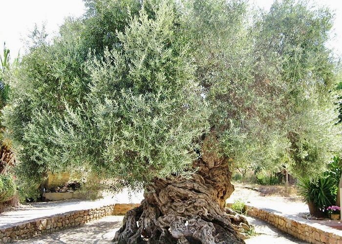 A oliveira mais antiga do mundo está localizada em Creta.