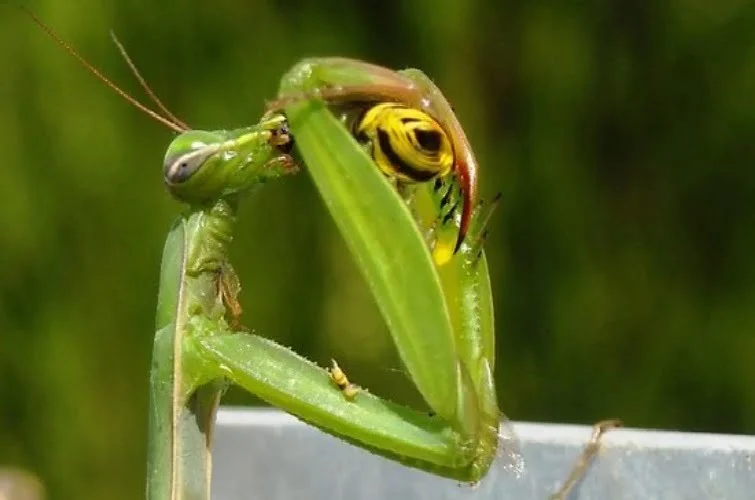 Empusa na mitologia grega.