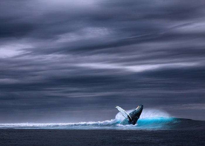 Tromso Noruega: safari, cruzeiro, baleias, animais marinhos.