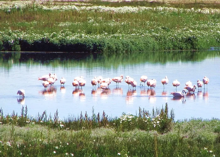 O que fazer em El Calafate: Laguna Nimez.