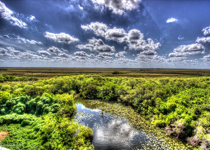 O que fazer em Miami em 1 dia: Parque Everglades.