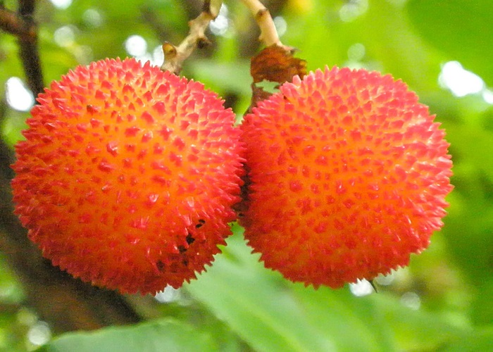 Kumara: Frutas silvestres que abundam em Palaios Panteleimonas.