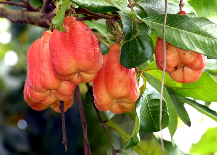 As frutas mais perigosas do mundo: Ackee.