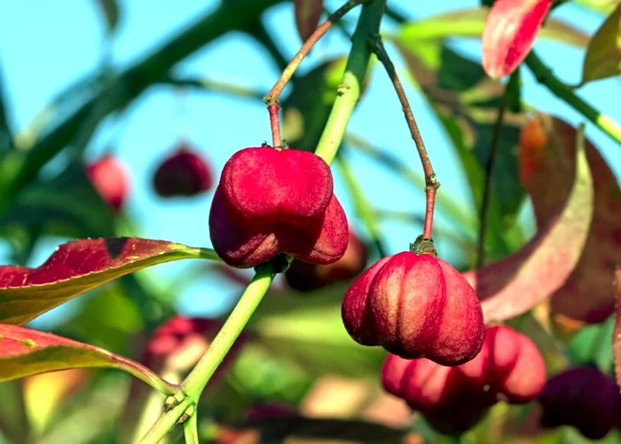 As frutas mais perigosas do mundo: Fruta da Árvore do Eixo Europeu.