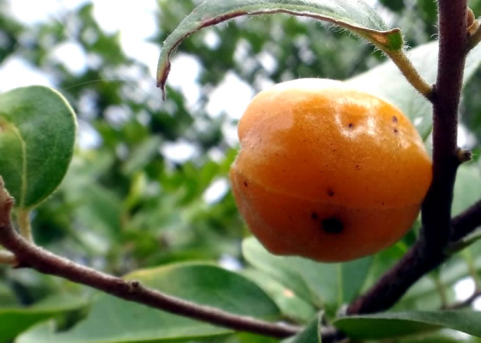 As frutas mais perigosas do mundo:Fruto da Estricnina.
