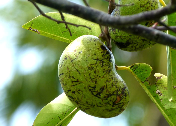 As frutas mais perigosas do mundo: Manchineel.