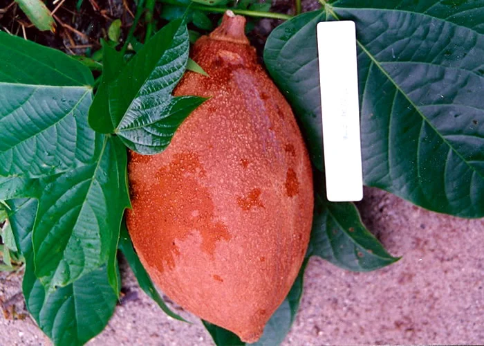 As frutas mais perigosas do mundo: Pangium Edule.