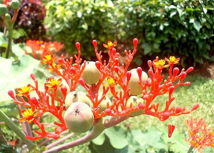 As frutas mais perigosas do mundo: pinhão manso.