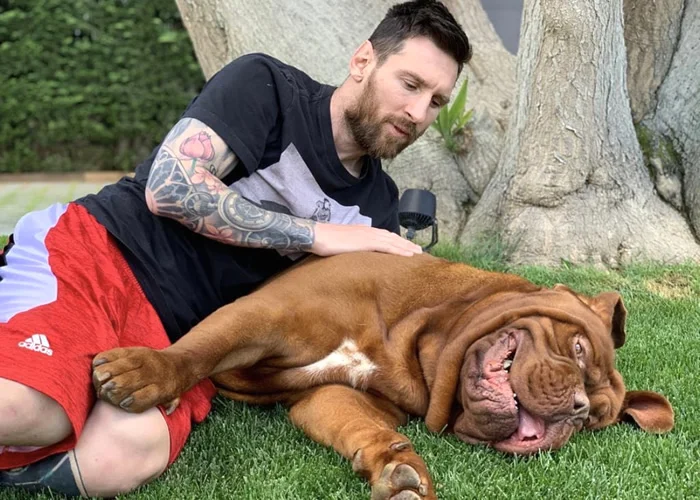 Tudo sobre o Cachorro do Messi: Descubra a Raça e Saiba Quanto Custa!