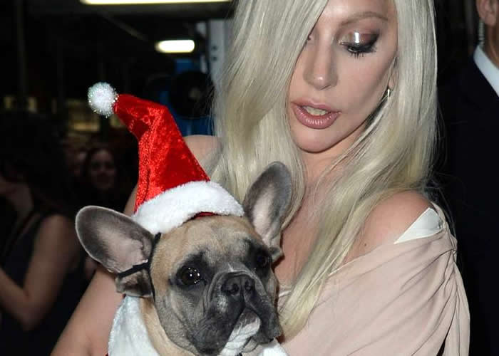 Cachorros de Celebridades: Lady Gaga.