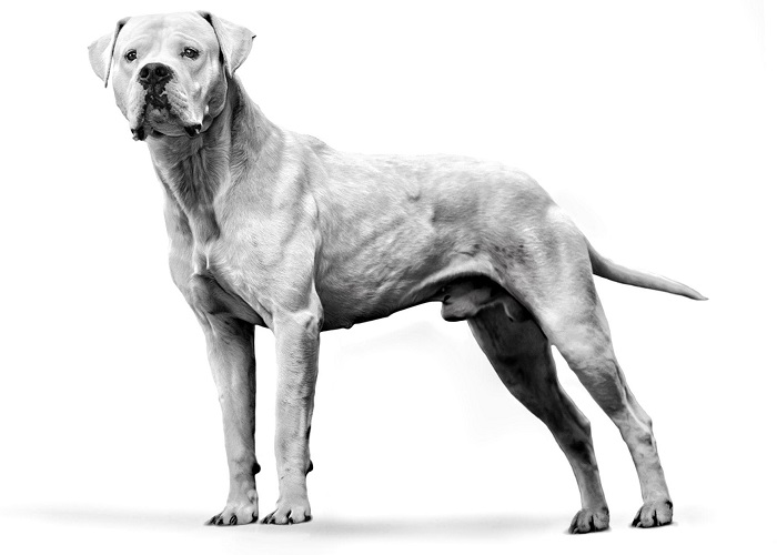 Os cachorros mais fortes do mundo: Dogo Argentino.