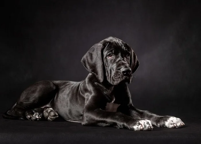 Os cachorros mais forte do mundo: Dogue alemão.