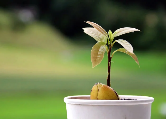 Como Plantar Abacate Orgânico Em Casa? Veja Essas Dicas Incríveis!