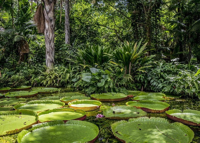 Lugares do Brasil mais bonitos: Floresta Amazônica.