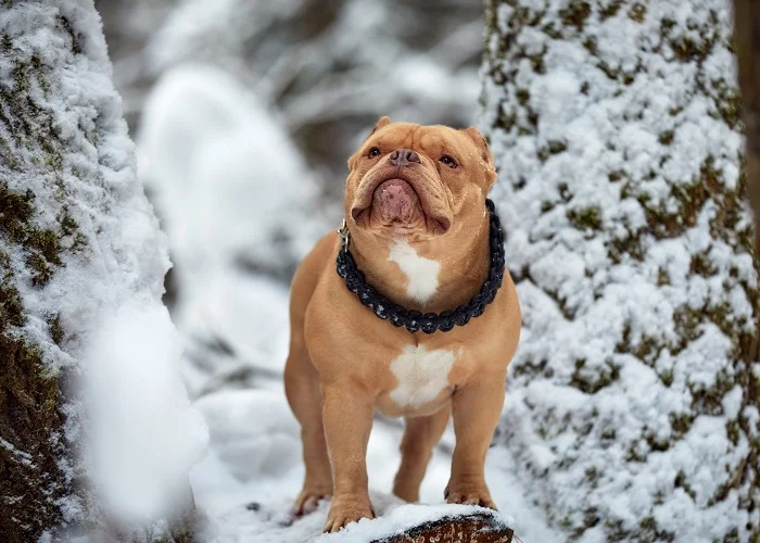 Os cachorros mais fortes do mundo: American Bully.