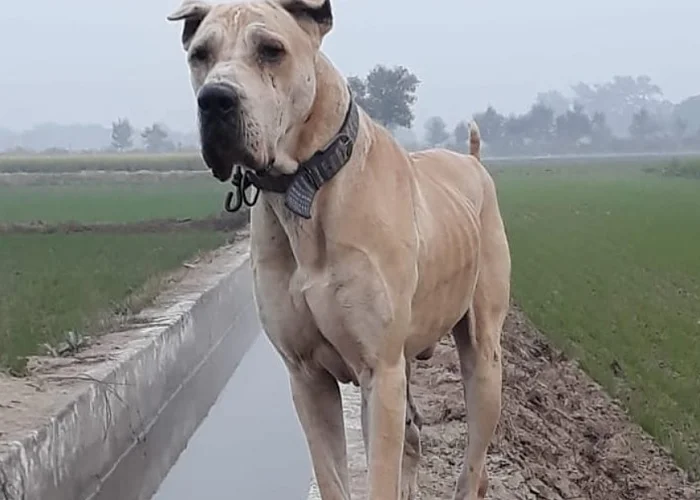 Os cachorros mais fortes do mundo: Bully Kutta.