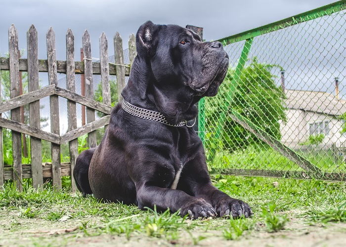 Os cachorros mais fortes do mundo: Cane Corso.