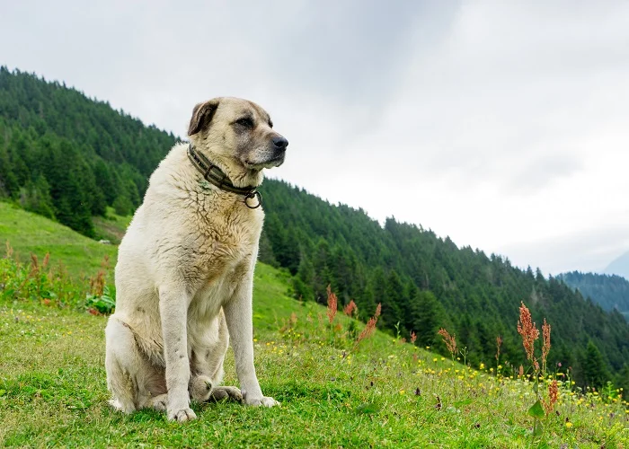 Os cachorros mais fortes do mundo: Kangal.