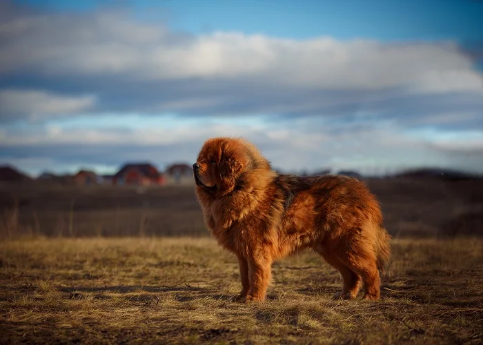 Os cachorros mais fortes do mundo: Mastim Tibetano.