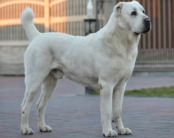Os cachorros mais fortes do mundo: Pastor da Ásia Central.
