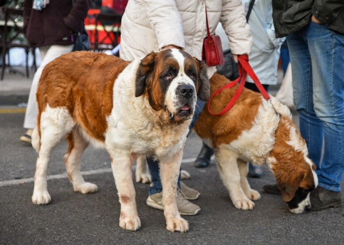 Os cachorros mais fortes do mundo: São-Bernardo.