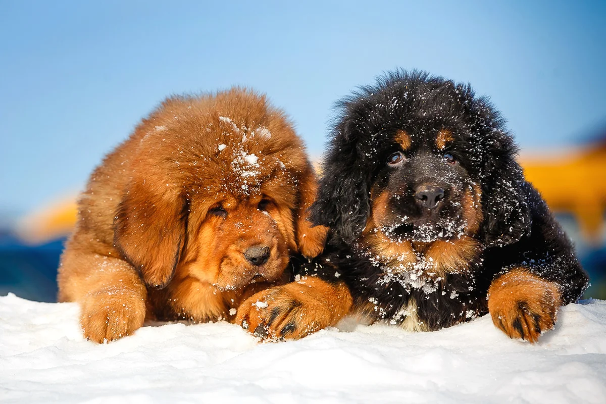 Conheça As 13 Raças De Cachorros Mais Fortes Do Mundo!