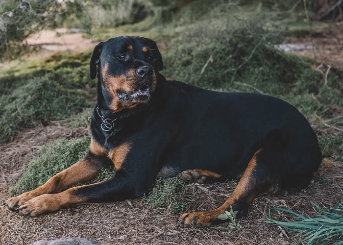 Os cachorros mais fortes do mundo; Rottweiler.