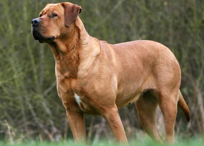 Os cachorros mais fortes do mundo: Tosa Inu.