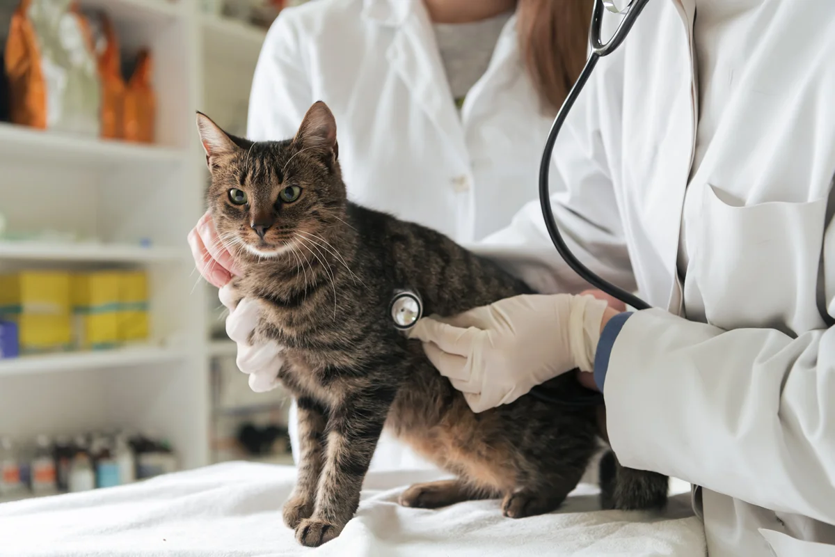 Gatos transmitem doenças? Veja 3 Delas E Saiba Como Evitá-las!