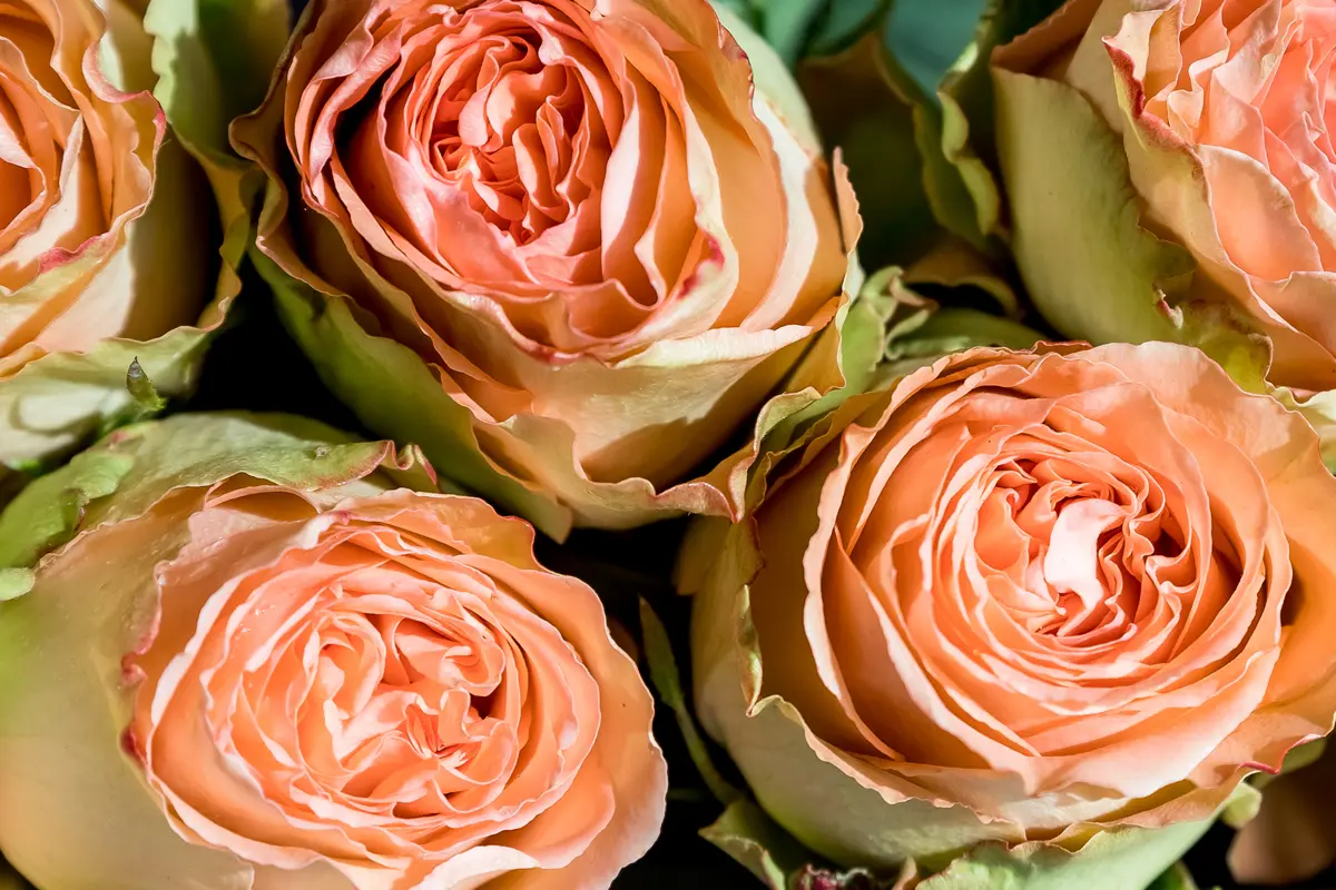 Quais as plantas mais caras do mundo: Rosa Julieta.
