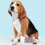 Vale a pena ter um Beagle? Conheça esse cãozinho e saiba o seu preço!