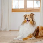 Você sabe qual é a raça da Lassie? Veja o seu valor e se vale a pena ter um!