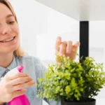 4 plantas que limpam o ar da sua casa e te farão respirar melhor