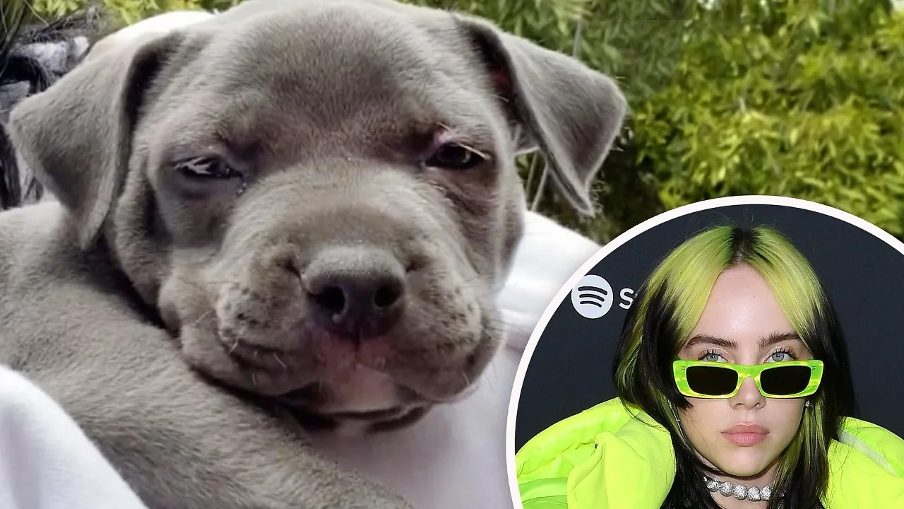 Conheça o cãozinho super fofo da Billie Eilish e ria muito com a sua história