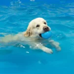 5 cachorros que com certeza salvariam a sua vida na água!