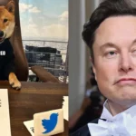 Qual é a raca e quanto custa o cachorro do Elon Musk – que tem conta no Twitter