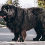 Terra-nova: conheça o cachorro do jogador Marcelo que parece um urso