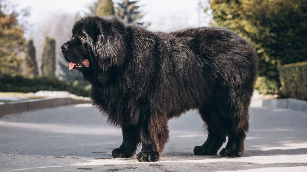 Terra-nova: conheça o cachorro do jogador Marcelo que parece um urso