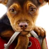Melhor filme com cachorro:A caminho de casa