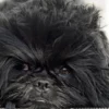 Affenpinscher: A história de um pequeno caçador que se tornou um companheiro encantador