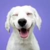 Cachorro feliz.