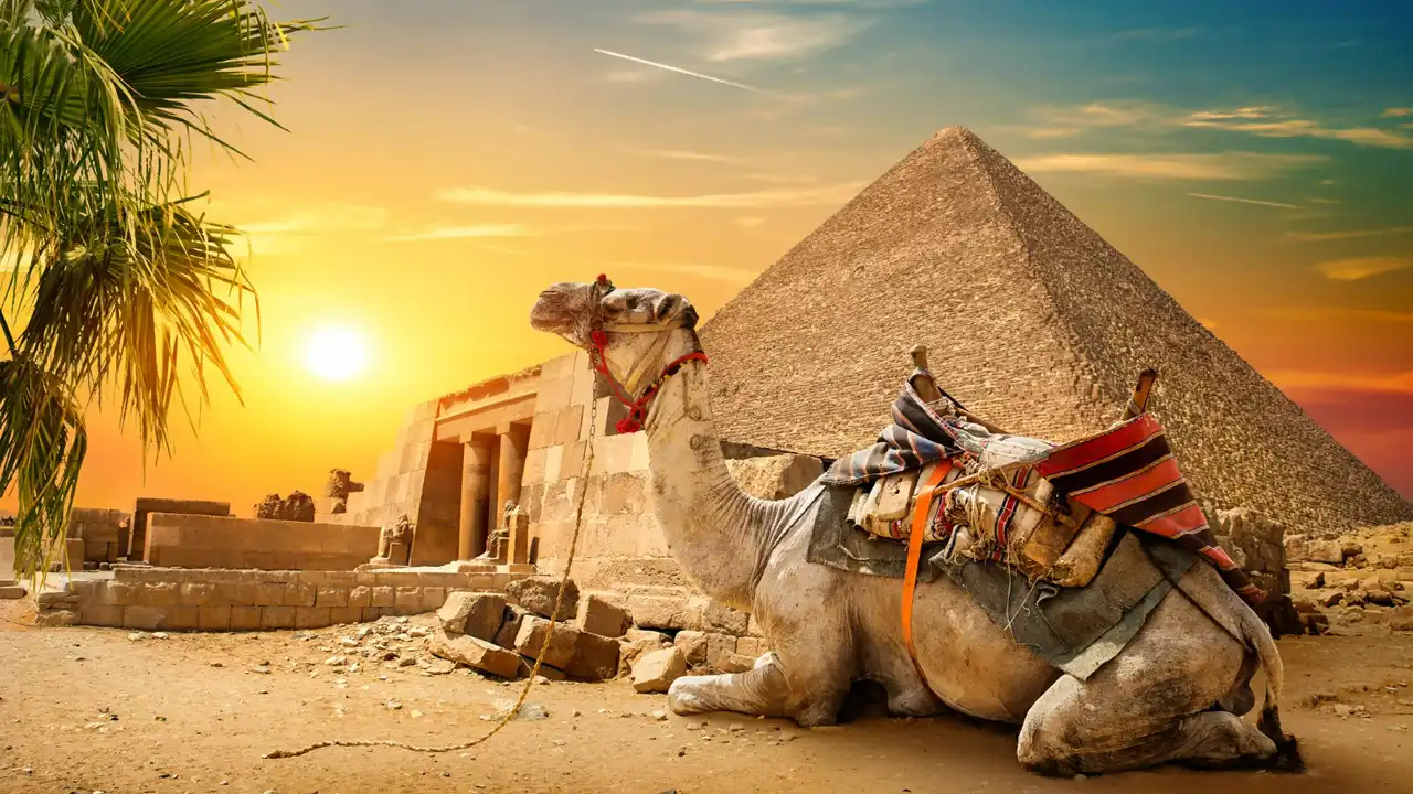 Camelo no Egito.