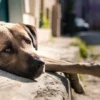 cachorro sofre na rua com olhos tristes