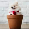 Lulu Pomerania.