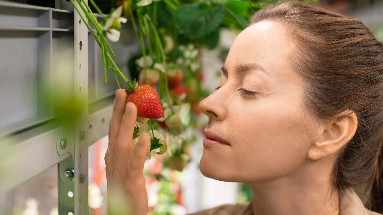 Cultive morangos em seu apartamento e tenha fruta fresca em casa – muito fácil!