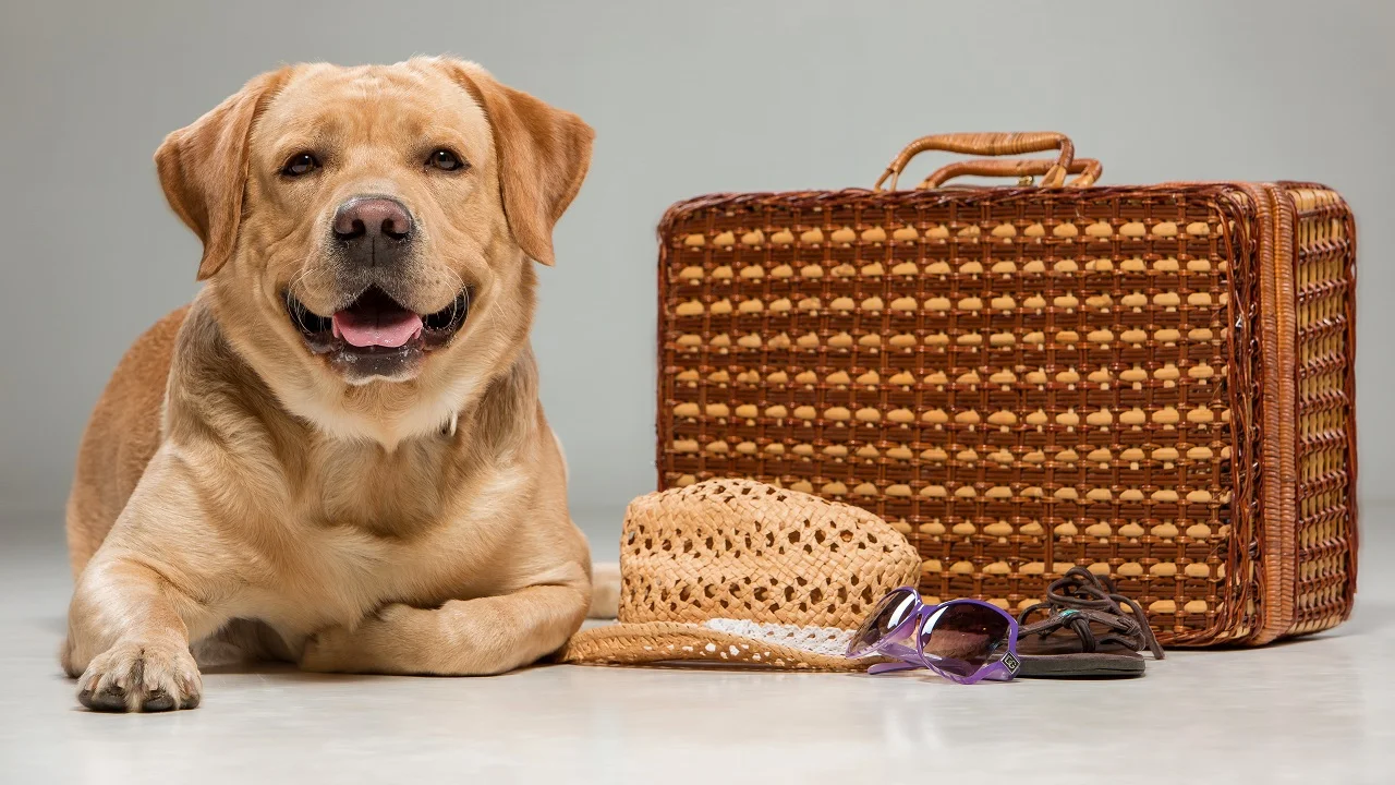 Veja as regras e quanto custa viajar com o seu pet no avião