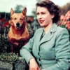 Descubra a paixão da Rainha Elizabeth II pelos corgis e saiba mais sobre a história da família real britânica com seus cachorros.