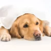 Cachorro com relógio.